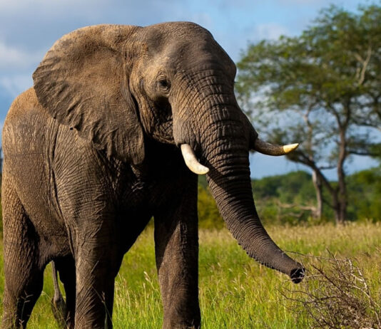Elephants