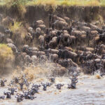 The Great Wildebeest Migration