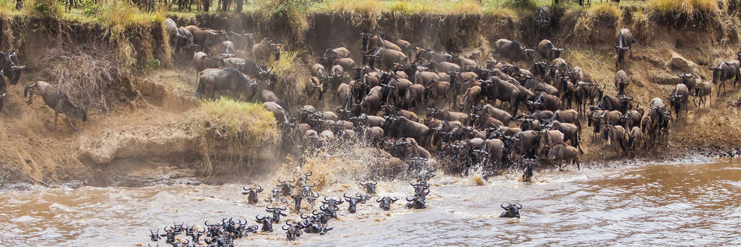 The Great Wildebeest Migration