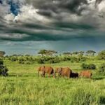 Serengeti Elephants