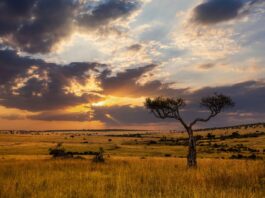 Game viewing