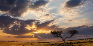Game viewing
