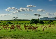 Luxury Tanzania Safari Holidays