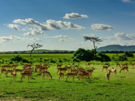 Luxury Tanzania Safari Holidays