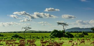 Luxury Tanzania Safari Holidays