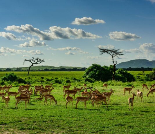 Luxury Tanzania Safari Holidays