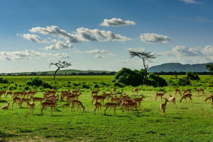 Luxury Tanzania Safari Holidays
