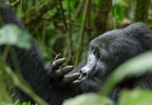 Gorilla Trek