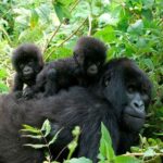 Gorilla Trekking Tours