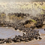 Great Wildebeest Migration