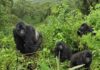 Mountain Gorillas