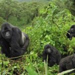 Mountain Gorillas