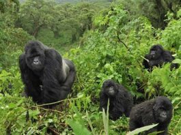 Mountain Gorillas