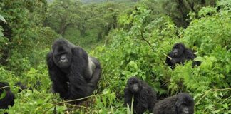 Mountain Gorillas