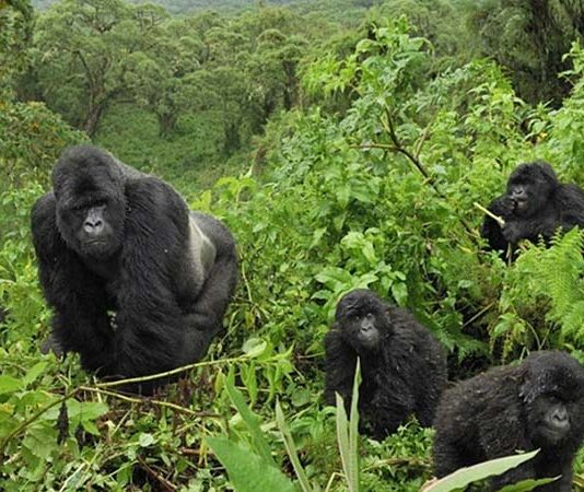 Mountain Gorillas