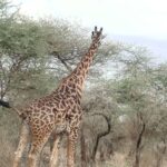Giraffe