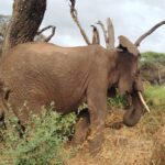 Tanzania Wildlife Tour